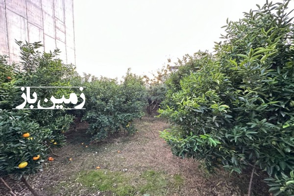 فروش زمین باغ شمال ۳۵۰ متر قائمشهر روستای سنگ کتی-3