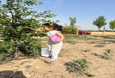 فروش زمین باغچه البرز ۴۲۰ متر هشتگرد ابراهیم بیک دنگیزک