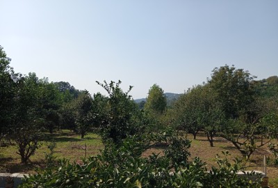 فروش زمین مسکونی باغ شمال ۳۰۰ متر ساری روستای وارد محله