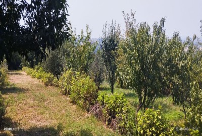 فروش زمین باغ شمال ۱۰۷۰ متر ساری شهرک فرهنگیان روستای کردخیل