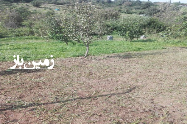 فروش زمین باغ شمال ۳۰۰ متر قائمشهر روستای وسطی کلا-3