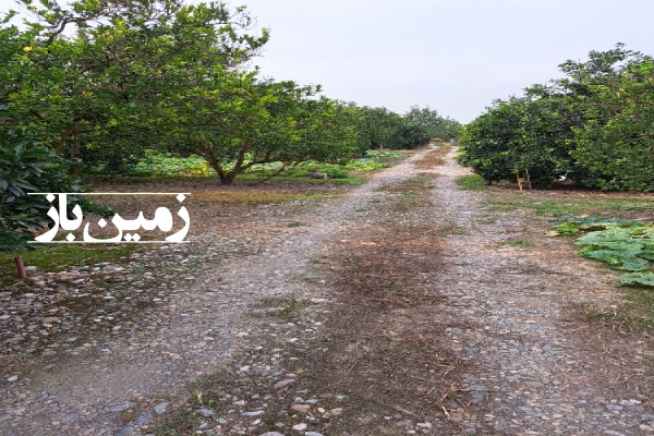 فروش زمین باغ شمال ۱۲۵۰ متر قائمشهر روستای دیودشت-3