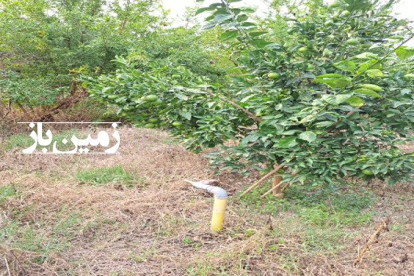 فروش زمین باغ شمال ۱۲۵۰ متر قائمشهر روستای دیودشت-4