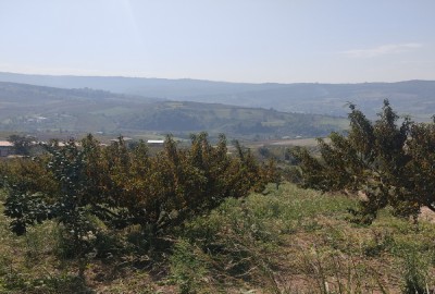 فروش زمین باغ شمال ۲۰۰۰ متر ساری  روستای دارابکلا