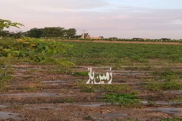 فروش زمین کشاورزی قزوین ۱۷۰۰۰ متر اسفرورین روستای قرقسین-2