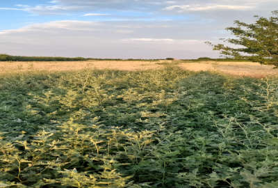 فروش زمین کشاورزی قزوین ۱۷۰۰۰ متر اسفرورین روستای قرقسین