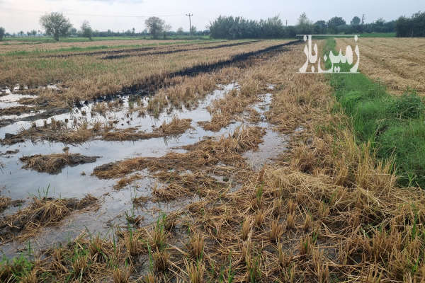 فروش زمین کشاورزی شمال ۲۰۰۰ متر ساری روستای آبکسر-1