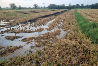 فروش زمین کشاورزی شمال ۲۰۰۰ متر ساری روستای آبکسر