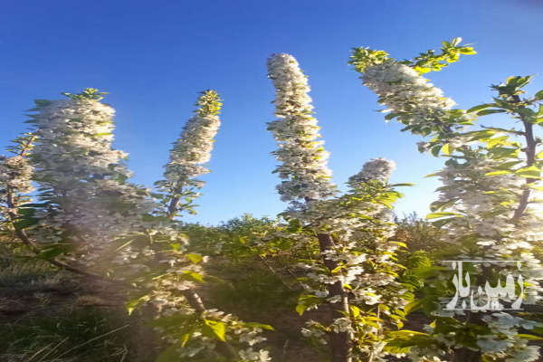 فروش زمین باغ چهار محال و بختیاری ۳۰۰۰ متر شهرکرد بن روستای شیخ شبان-1