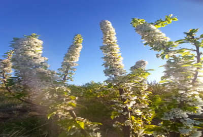 فروش زمین باغ چهار محال و بختیاری ۳۰۰۰ متر شهرکرد بن روستای شیخ شبان