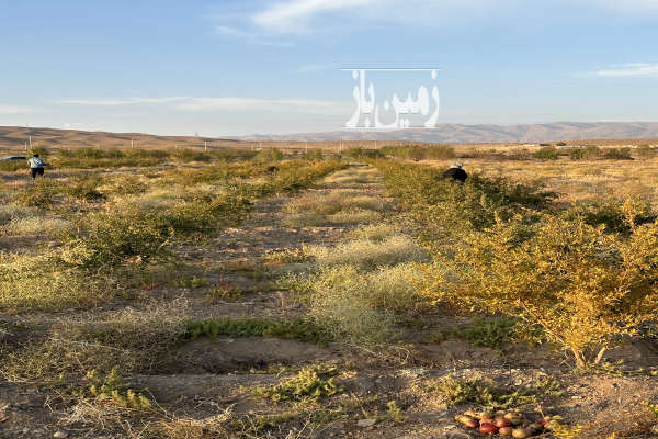 فروش زمین کشاورزی مرکزی ۱۶۰۰۰ متر ساوه روستای زمان اباد-2