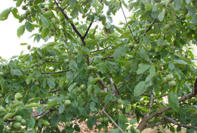 فروش زمین باغ شمال ۱۵۰۰ متر ساری چهاردانگه ایول