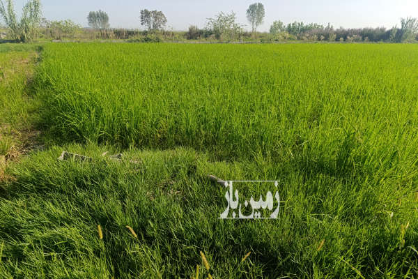 فروش زمین کشاورزی شمال ۱۴۵۳ متر سرخرود روستای ابوالحسن اباد-3