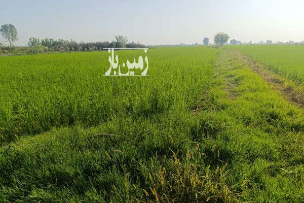 فروش زمین کشاورزی شمال ۱۴۵۳ متر سرخرود روستای ابوالحسن اباد-4