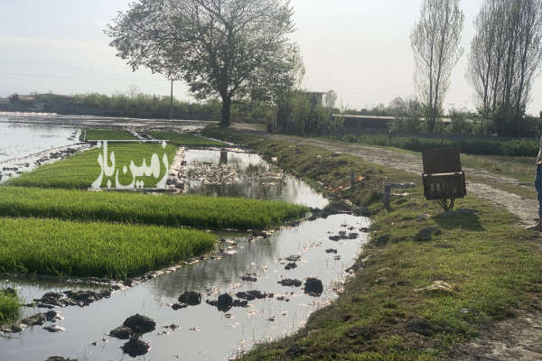 فروش زمین باغ کشاورزی شمال ۹۵۰ متر بابل روستای نوشیروانکلا-1
