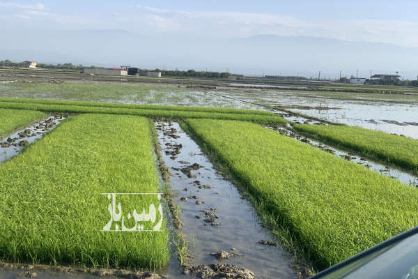 فروش زمین باغ کشاورزی شمال ۹۵۰ متر بابل روستای نوشیروانکلا-2