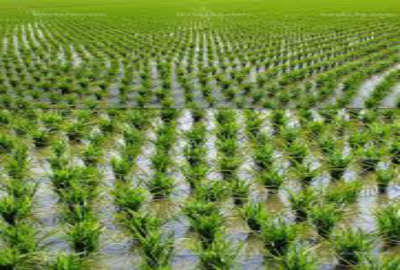فروش زمین کشاورزی شمال ۳۱۰۰ متر ساری روستای قاجارخیل