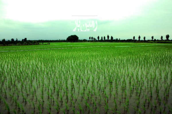 فروش زمین باغ کشاورزی شمال ۸۰۰۰ متر آمل-1