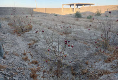 فروش زمین باغ اصفهان ۷۰۰ متر روستای زغمار