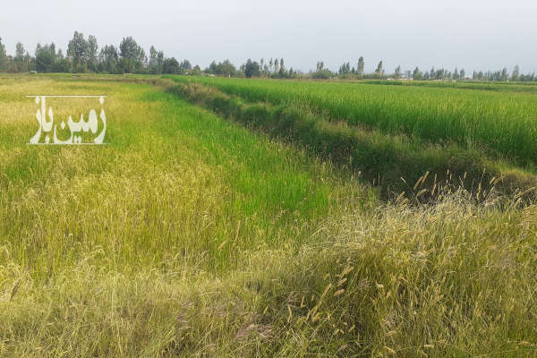 فروش زمین باغ کشاورزی شمال ۲۲۵۰ متر آمل روستای طوله کلا-3