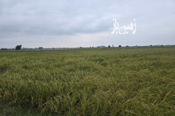 فروش زمین کشاورزی شمال ۴۰۰۰ متر آمل روستای پاشاکلا هرازپی-1