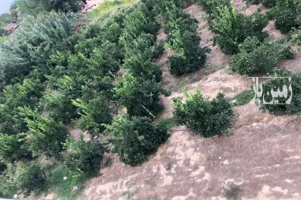فروش زمین ۱۲۰۰ متر ساری روستای ولوجا - تصویر 2