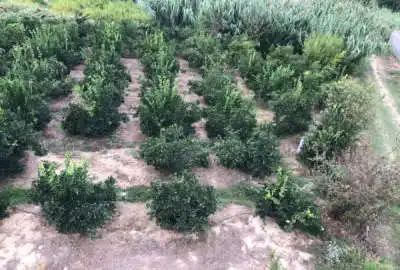 فروش زمین ۱۲۰۰ متر ساری روستای ولوجا