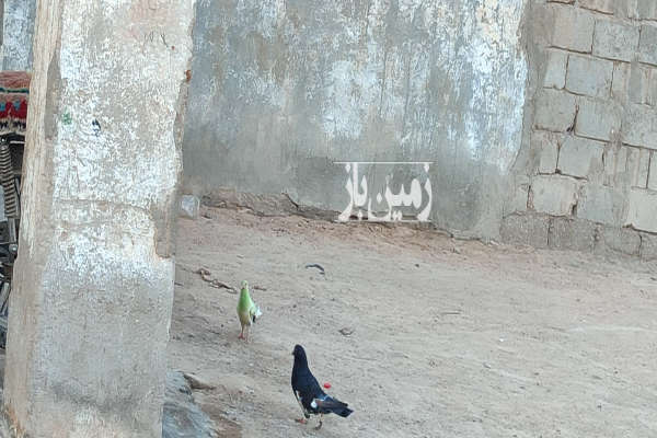 فروش زمین تجاری کشاورزی اصفهان ۱۵۰۰ متر فلاورجان روستای جوجیل-1