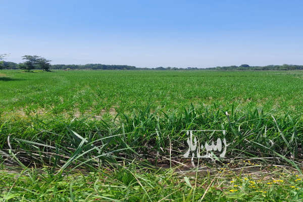 فروش زمین کشاورزی گیلان ۵۳۰۰ متر سنگر روستای نشرودکل-1