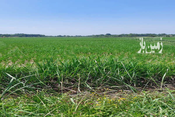 فروش زمین کشاورزی گیلان ۵۳۰۰ متر سنگر روستای نشرودکل-2