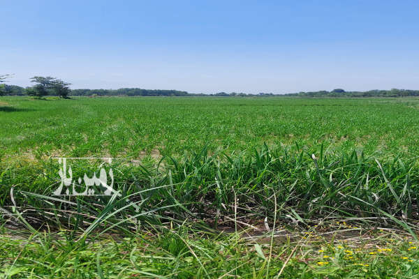 فروش زمین کشاورزی گیلان ۵۳۰۰ متر سنگر روستای نشرودکل-3