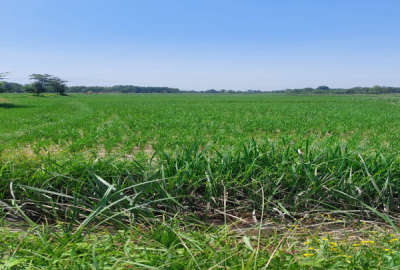 فروش زمین کشاورزی گیلان ۵۳۰۰ متر سنگر روستای نشرودکل