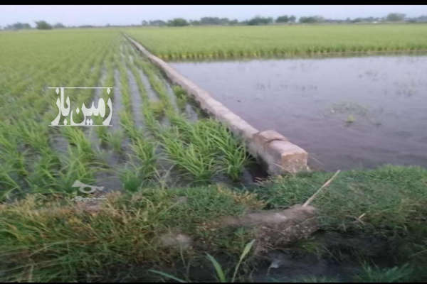 فروش زمین باغ کشاورزی شمال ۳۰۰۰ متر آمل خیابان منفرد-2