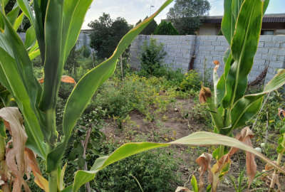 فروش زمین مسکونی شمال ۲۰۰ متر ساری روستای قاجارخیل