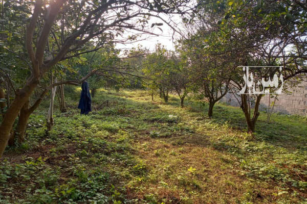 فروش زمین مسکونی کشاورزی شمال ۹۰۰ متر قائمشهر روستای نوگیری-2