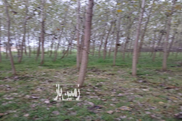 فروش زمین مسکونی باغ کلنگی گیلان ۶۰۰۰ متر صومعه‌ سرا روستای اباتر-2