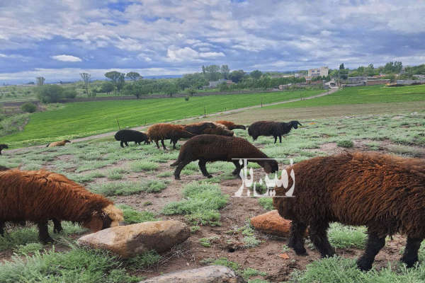 فروش زمین کشاورزی اردبیل ۸۴۸۶ متر روستای شهریور-1