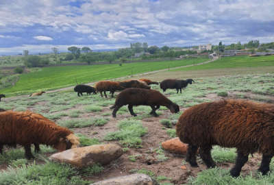 فروش زمین کشاورزی اردبیل ۸۴۸۶ متر روستای شهریور