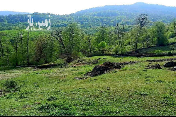 فروش زمین باغ شمال ۳۰۰۰ متر چمستان روستای لاویج-3