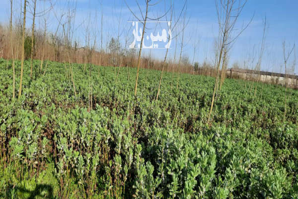 فروش زمین کشاورزی انزلی ۴۵۰۰ متر جاده ضابر آبکنار روستای توربه بر-1