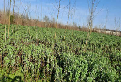 فروش زمین کشاورزی انزلی ۴۵۰۰ متر جاده ضابر آبکنار روستای توربه بر