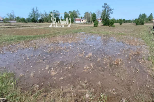 فروش زمین کشاورزی گیلان ۸۲۰ متر سیاهکل روستای شیوا-1