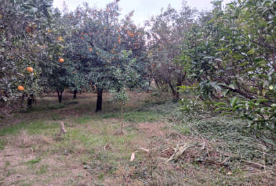 فروش زمین باغ شمال ۱۲۶۰ متر بابل