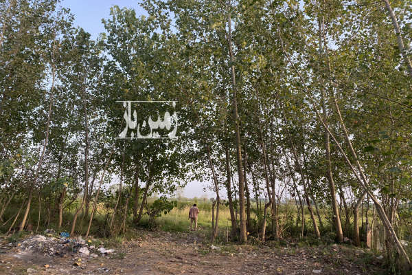 فروش زمین مسکونی گیلان ۹۵۰ متر رشت گلسار روستای طش-3