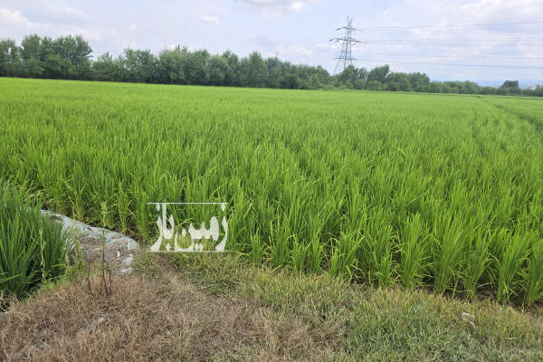 فروش زمین کشاورزی شمال ۵۰۰۰ متر ساری-1