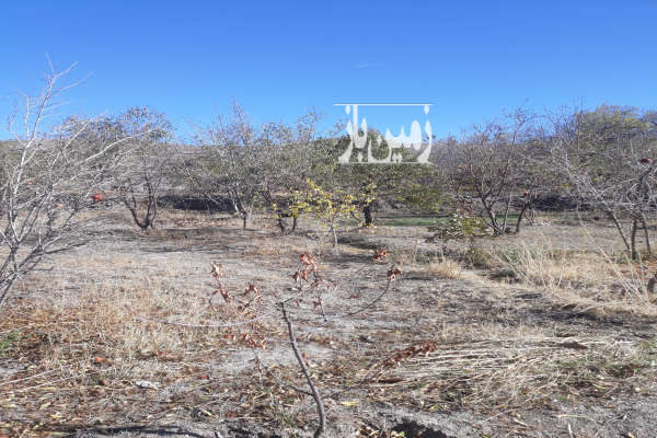 فروش زمین باغ مرکزی ۸۵۰ متر ساوه روستای نیوشت-1