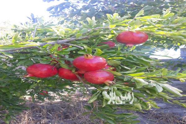 فروش زمین باغ مرکزی ۸۵۰ متر ساوه روستای نیوشت-4