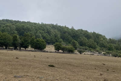 فروش زمین کشاورزی شمال ۸۵۰۰ متر کیاسر جاده روستای لنگر