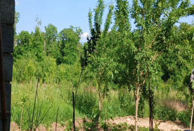 فروش زمین باغ آذربایجان شرقی ۶۳۰۰ متر عجب‌ شیر روستای مهماندار