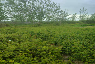 فروش زمین مسکونی گیلان ۱۵۳۰ متر لاهیجان رودبنه روستای نوبیجار